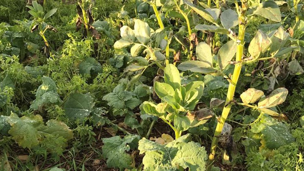 Colza associé en entrée d’hiver. © Twitter Emmanuel Bonnin